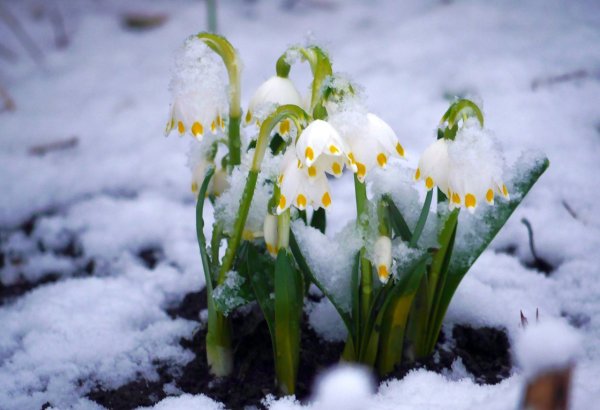 Ранняя Весна