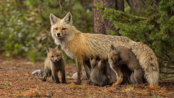 Лиса в листьях