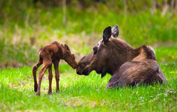 Лосиха с лосенком