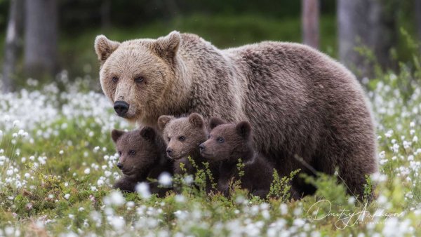 Бурый медведь в ХМАО