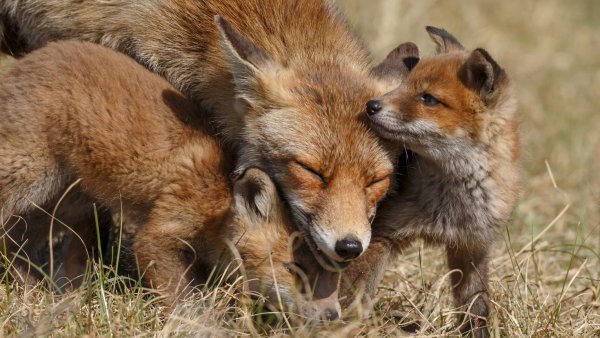 Лиса в листьях