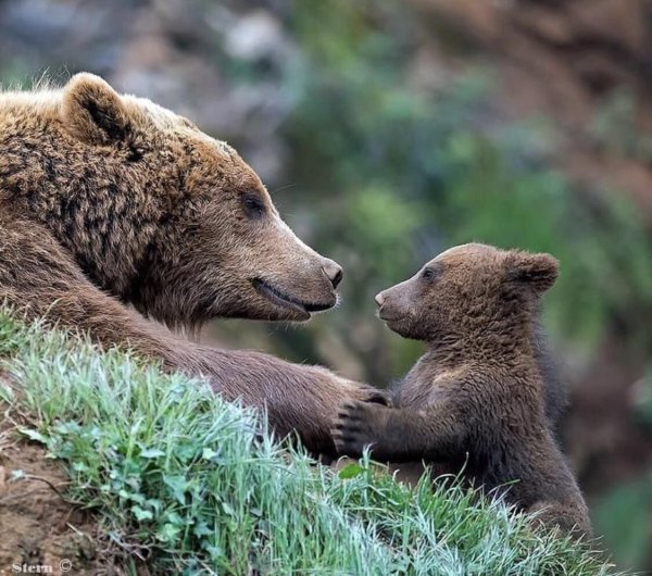 Медведица с медвежатами