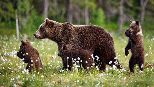 Бурый медведь с медвежатами