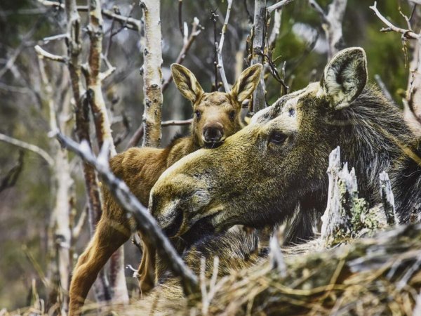 Волк волчица волчата семейство