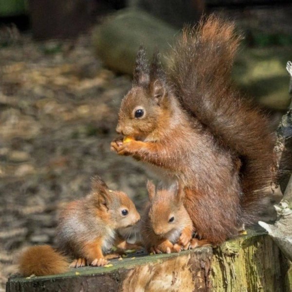 Дикие животные весной