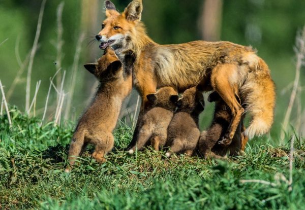 Обыкновенная белка с бельчатами