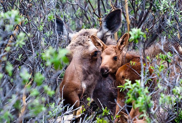 Детеныши белки бельчата