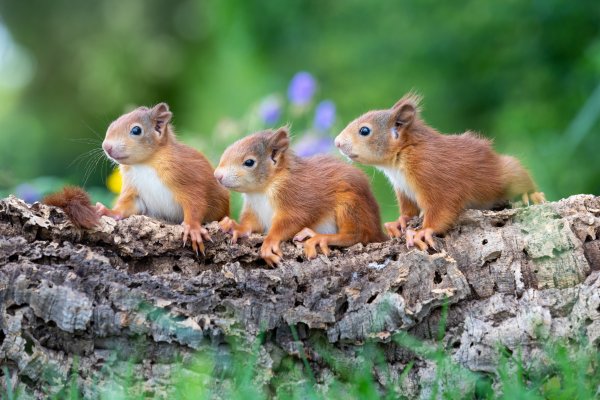 Волк переярок