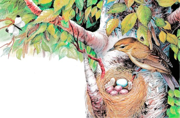 Виталий Бианки Подкидыш