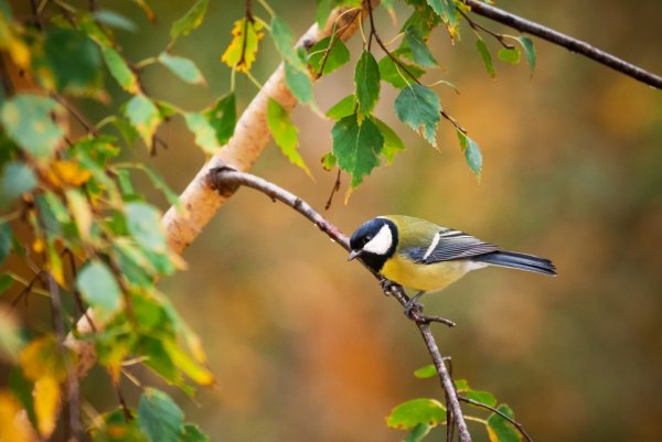 Лесные птицы синица