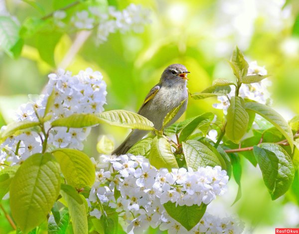 Птицы в весеннем лесу