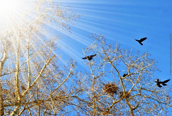 Птицы прилетели