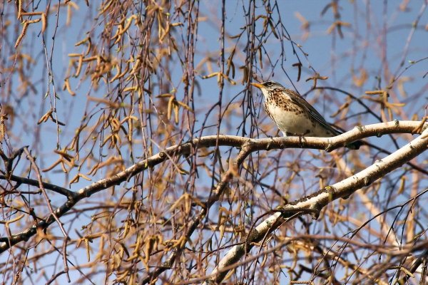 Ранняя Весна птицы