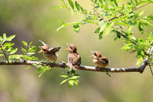 Природа птичка поет