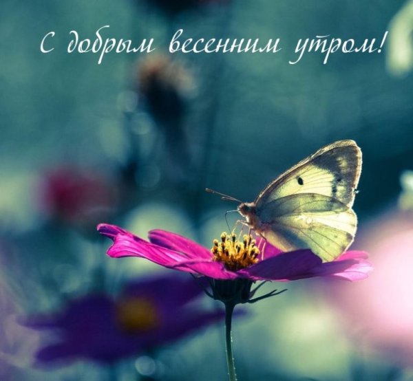 Доброе утро Весна природа с надписью