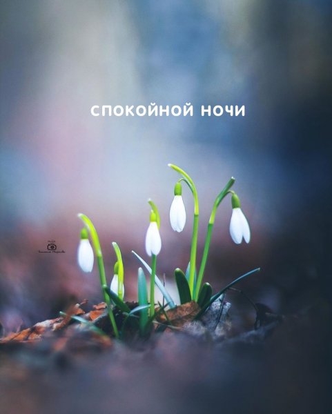 Подснежники фон