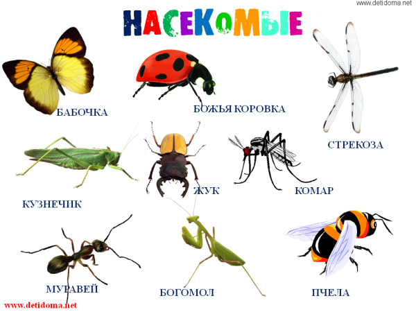 Насекомые весной для детей