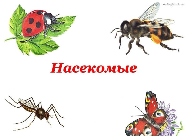 Детям о насекомых в детском саду