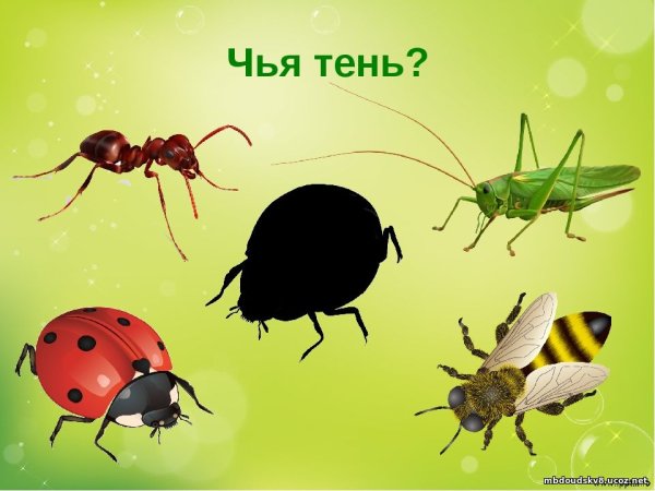 Насекомые для детей