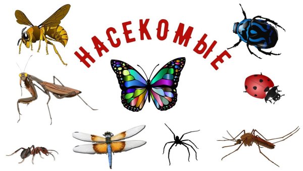 Луг с насекомыми