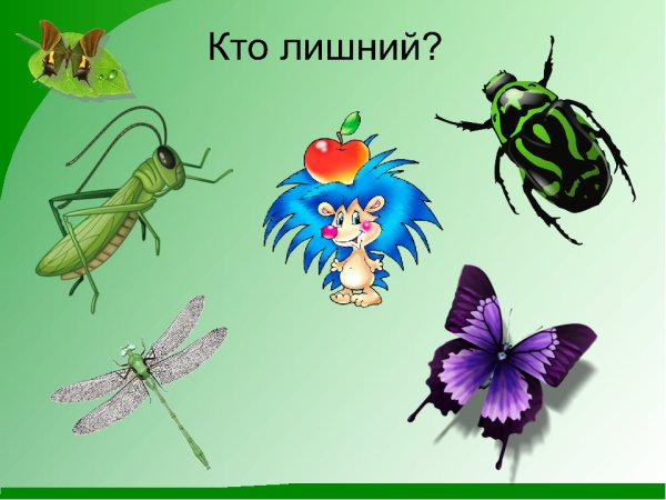 Мир насекомых для детей средней группы