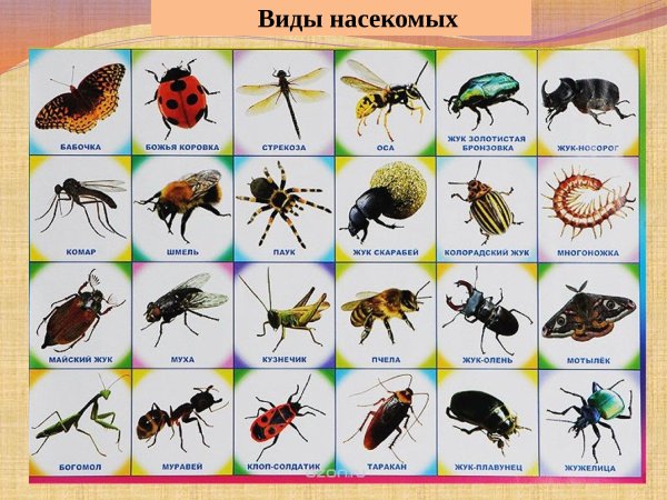 Константин Саланда иллюстратор