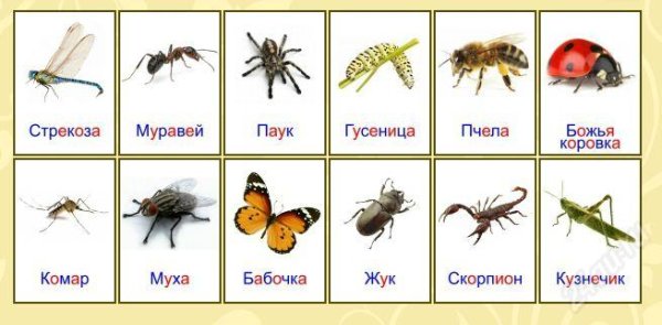 Мир насекомых для дошкольников