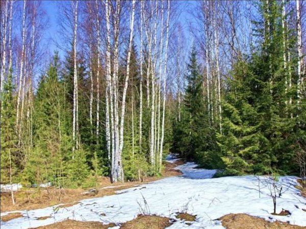 Весенний лес для детей