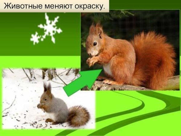 Белка меняет шубку весной