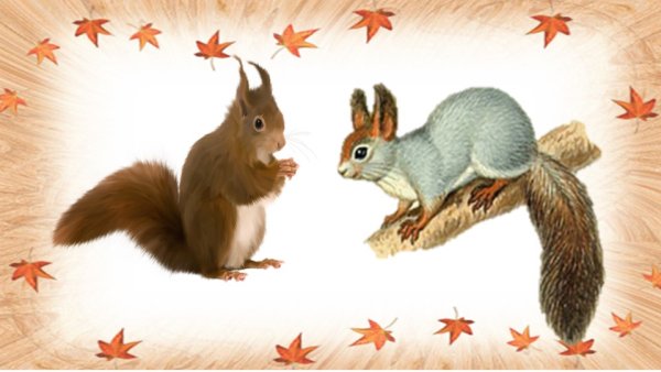 Белка зимой и летом