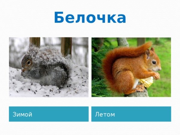 Белка меняет шубку