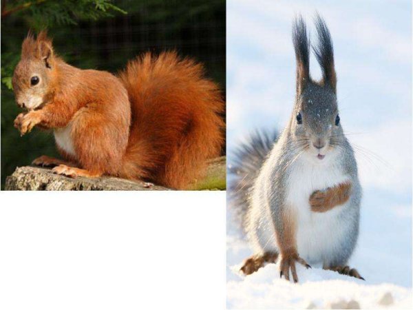 Белки в весеннем лесу для детей