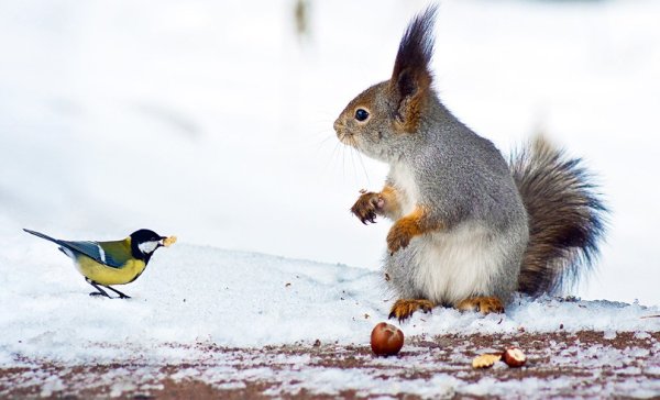 Белка в природе