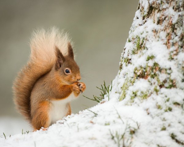 Белка и заяц
