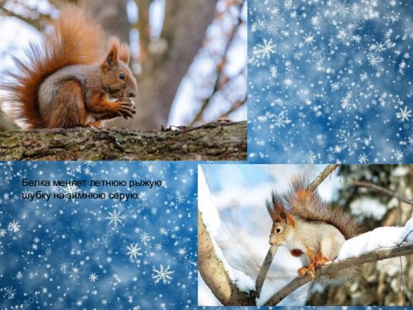 Животные тайги белка