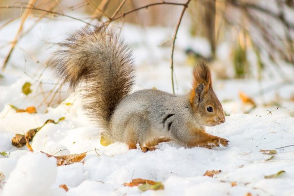 Дупло белки зимой