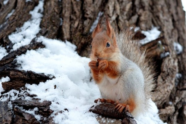 Окрас белки зимой и летом