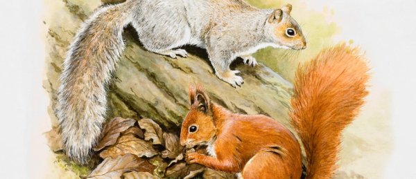 Звери зимой