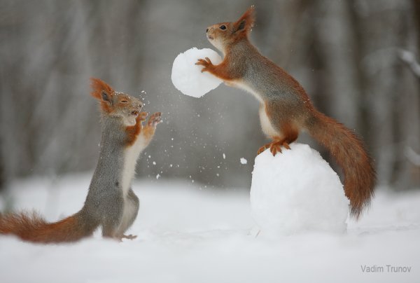 Белка зимой и летом