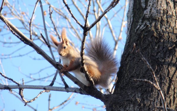 Белка летом и осенью