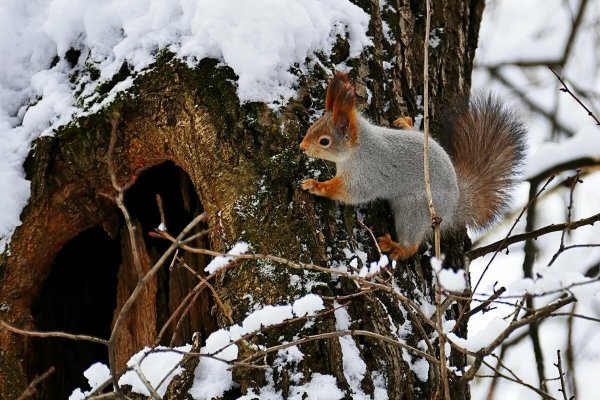 Доклад про белку