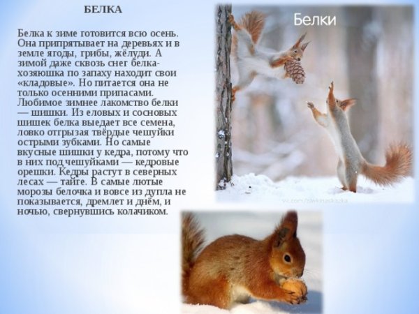 Белки в зимнем лесу