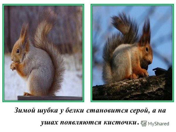 Белка Весна