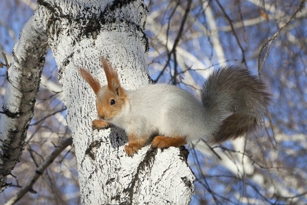 Белочка зимой