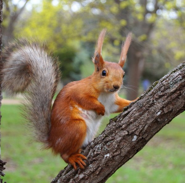 Звери и птицы зимой