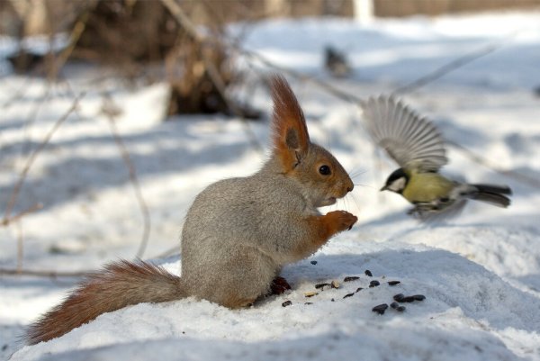 Герт Вегген фотограф белки