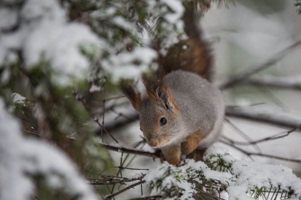 Белка весной в лесу