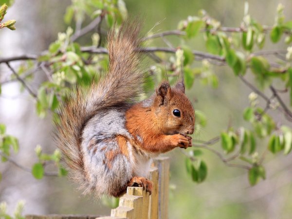 Вадим Трунов белка зимой