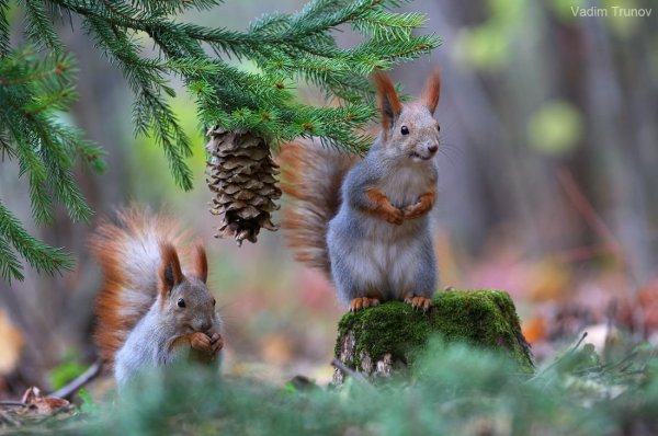 Белка на дереве