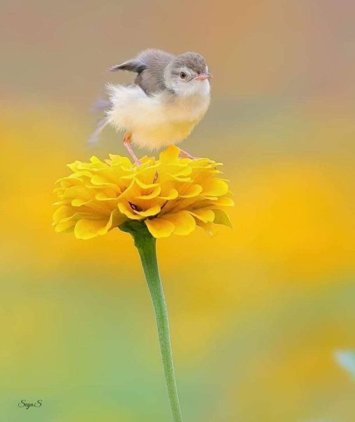 Котенок с цветами